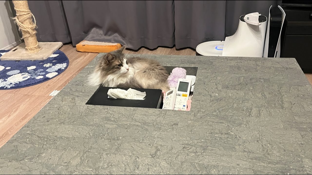 【猫配信】雑談配信するよー！！ノルウェージャンフォレストキャット