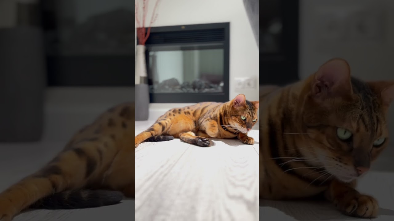 Красота в деталях ✨🐱 #бенгалы #бенгальскийкот #бенгал #бенгальскаякошка #питомцы