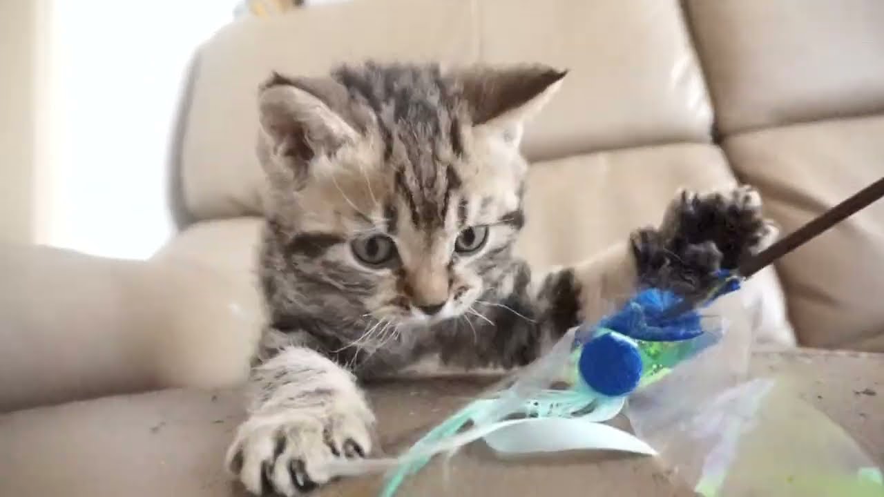 セルカークレックス子猫　2023.6.14産まれ 　ブラウンタビー　　男の子　シーダキャット猫のお店