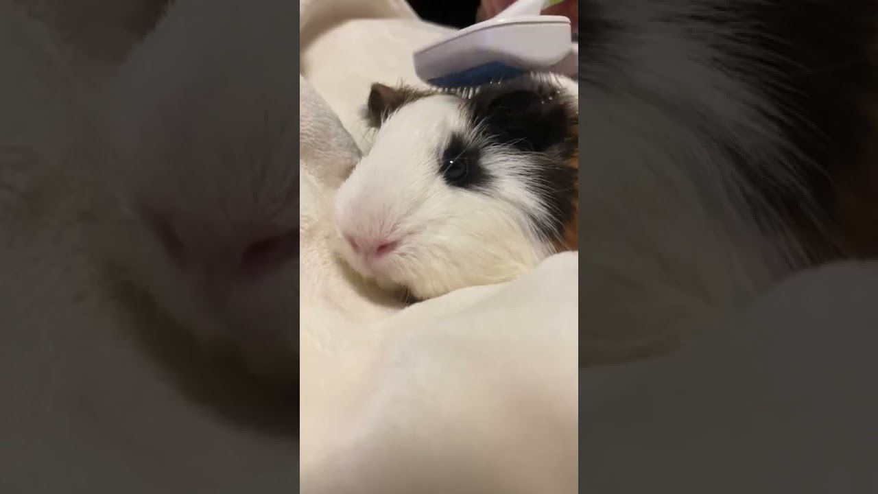 ブラッシングの後に甘えるモルモット#モルモット#アビシニアン#ブラッシング#甘える