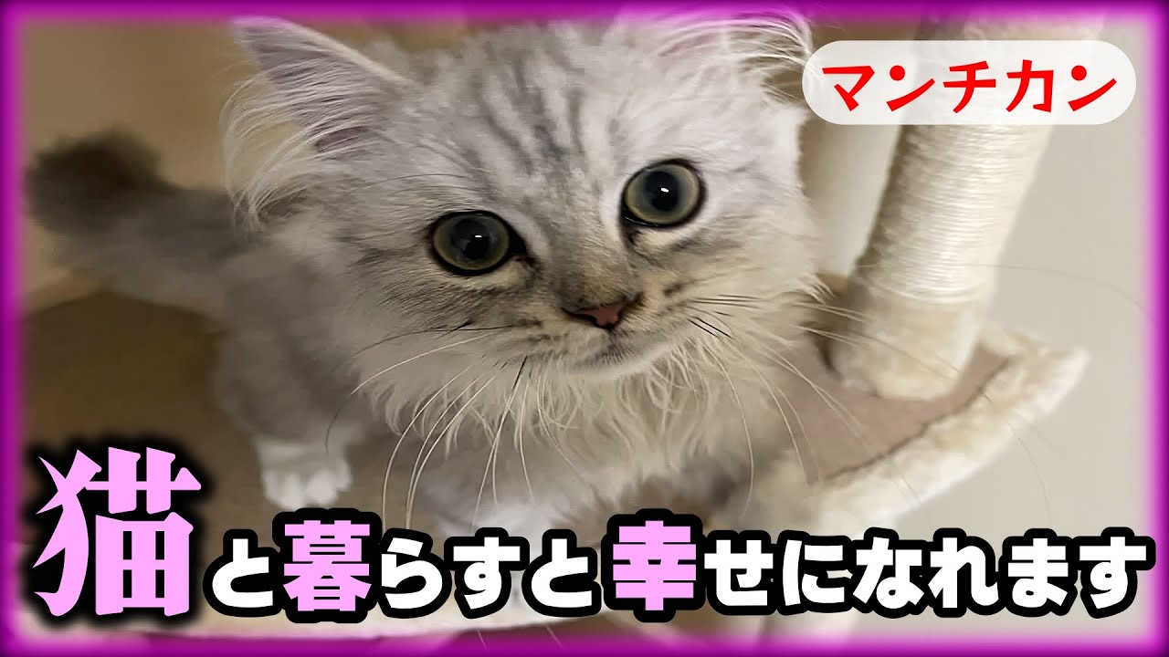 猫と暮らすと幸せになれます【マンチカン】