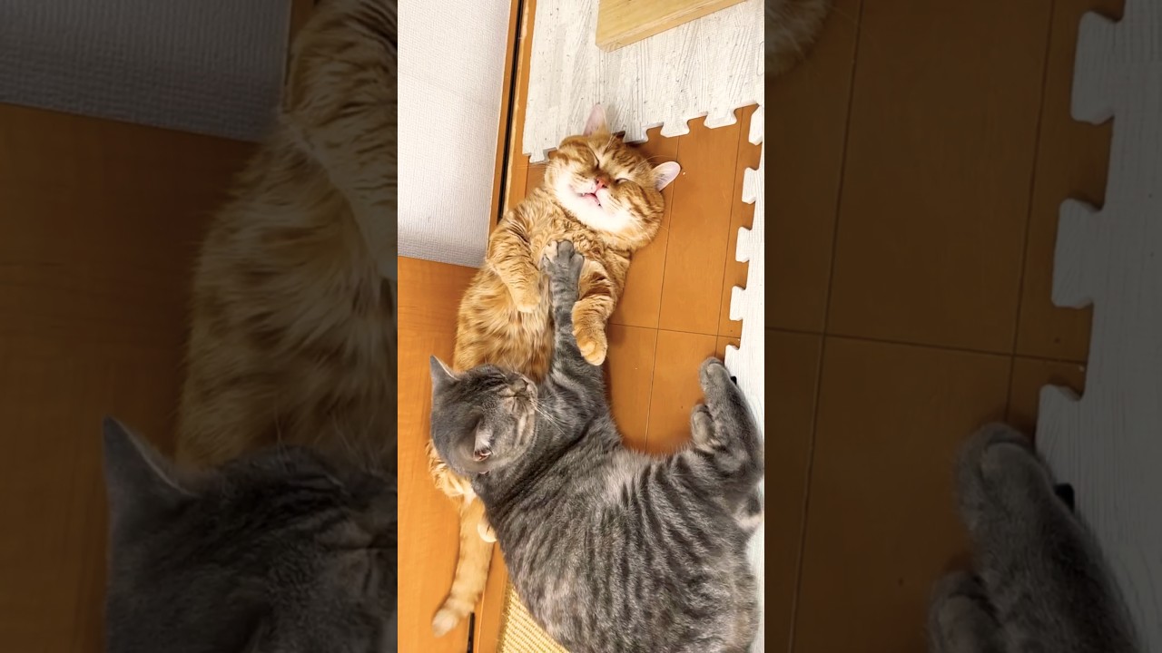 寝てるお兄ちゃん猫を起こし続ける妹猫がたまらなくかわいい！ #shorts