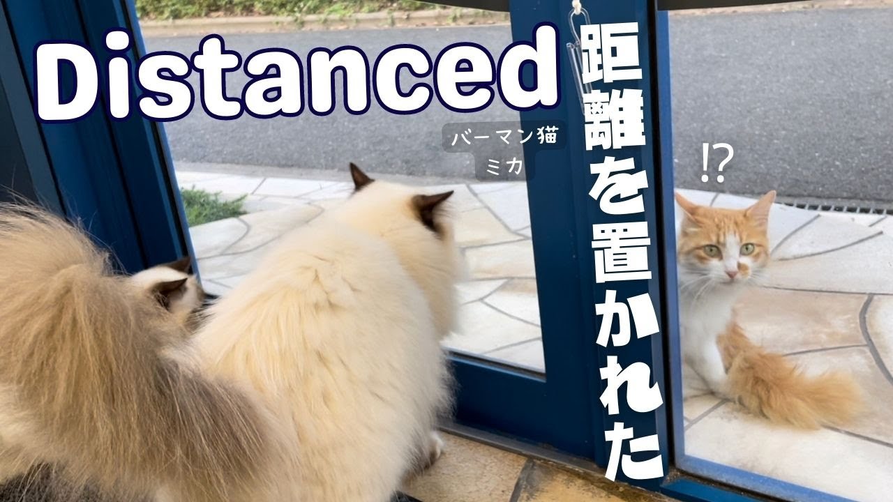バーマン猫ミカとラフ【距離を置かれた】Distanced（バーマン猫）Birman/Cat