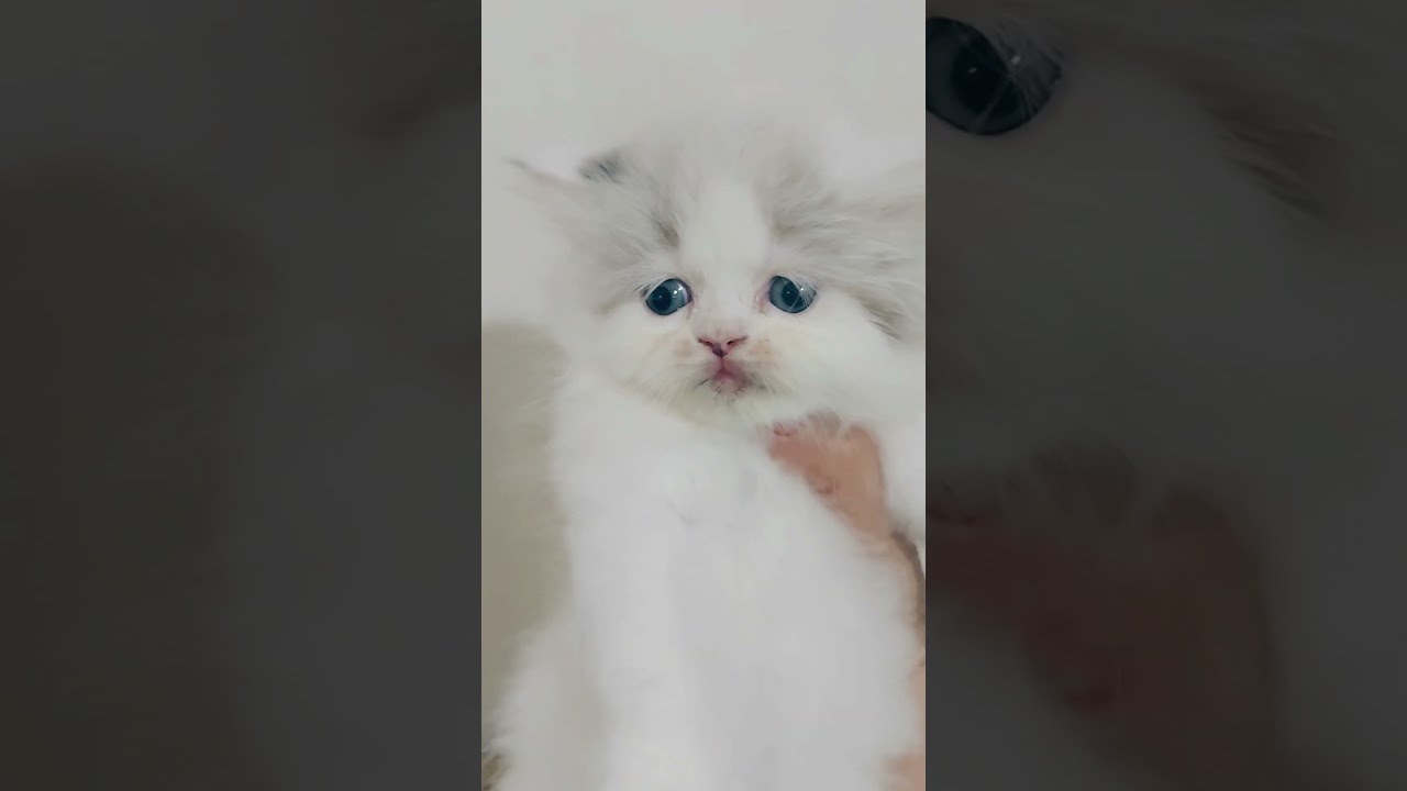 قطة صغنونة وبسكوتة😘