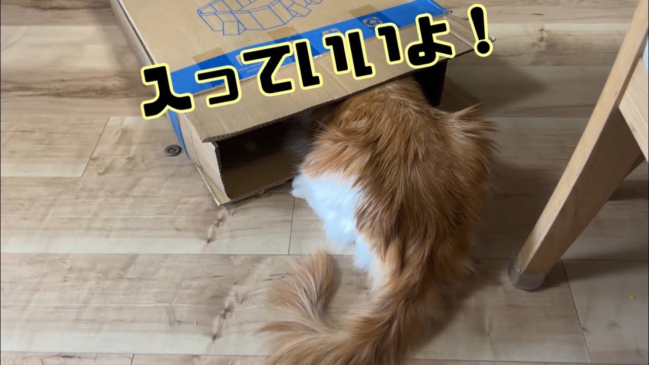 ダンボールに入ってくれない猫【マリー（メインクーン）】