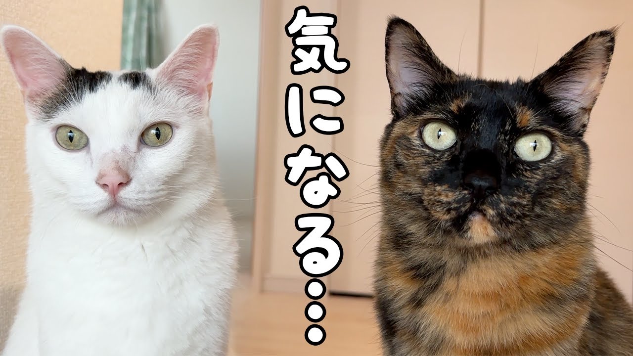 兄妹で姉猫を眺める姿が可愛すぎますｗ
