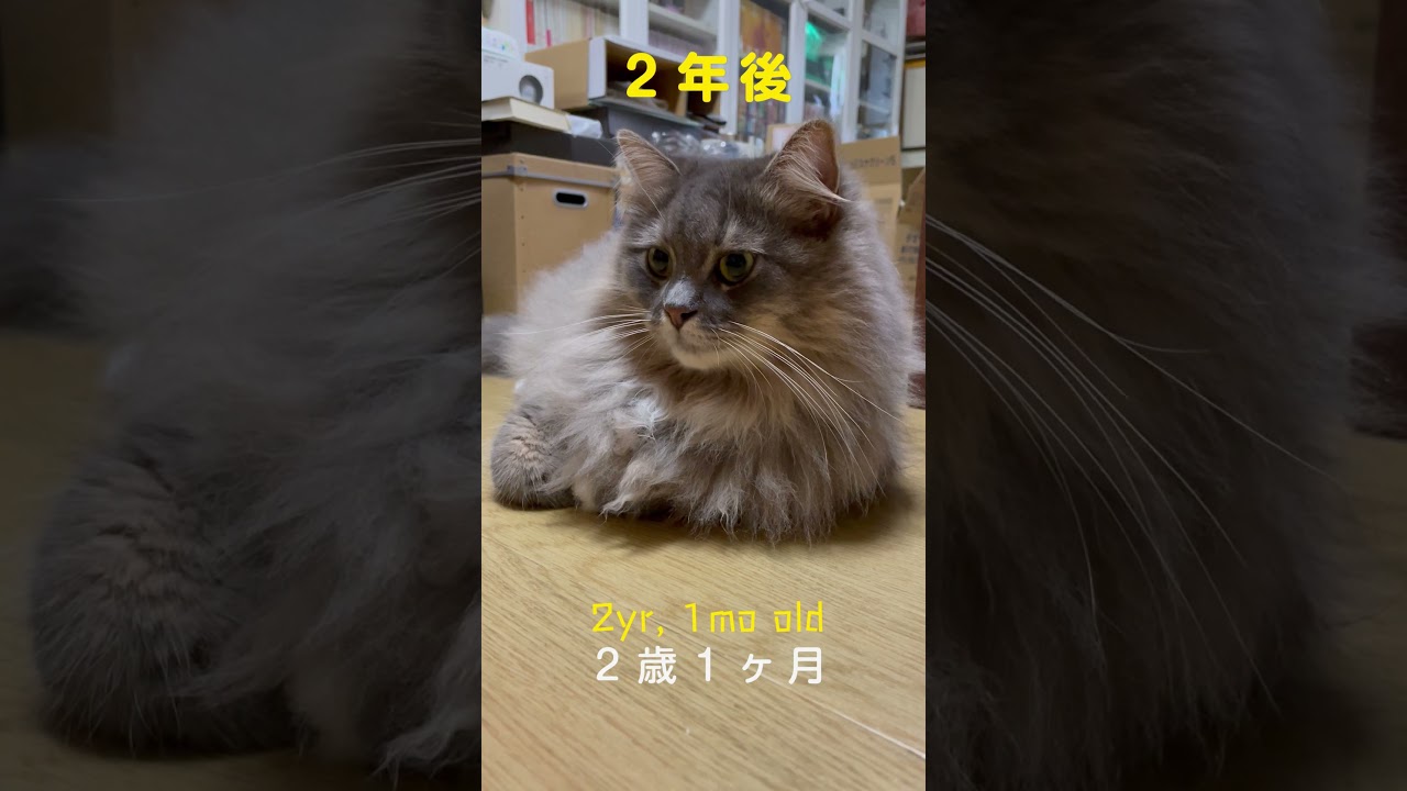 Siberian Cat 2years of growth.Then and Now  #サイベリアン #shorts