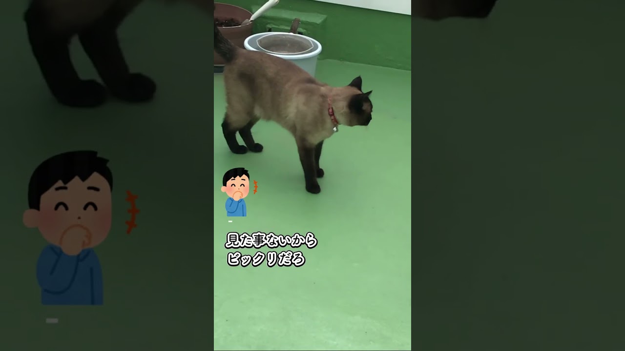 CS94猫とセミ #猫動画 #セミ鳴き声