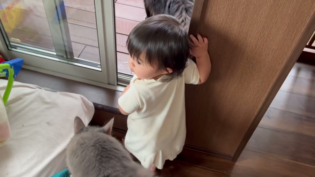 思い通りに動いてくれない赤ちゃんに痺れを切らす猫　ノルウェージャンフォレストキャット　A cat that cuts the numbness of a baby