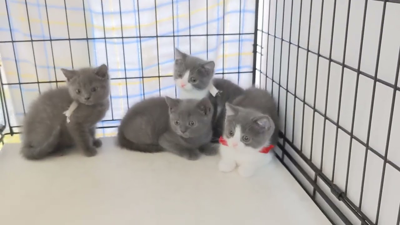 【茨城県のブリーダー　ペットショップスズキ　ブリティッシュショートヘア　子猫販売】