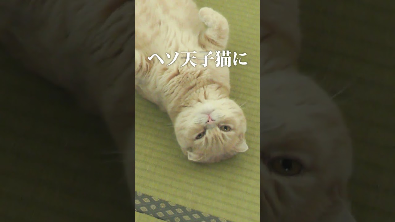 【子猫】視線を感じで振り返ると…【スコティッシュフォールド】#shorts #かわいい #子猫