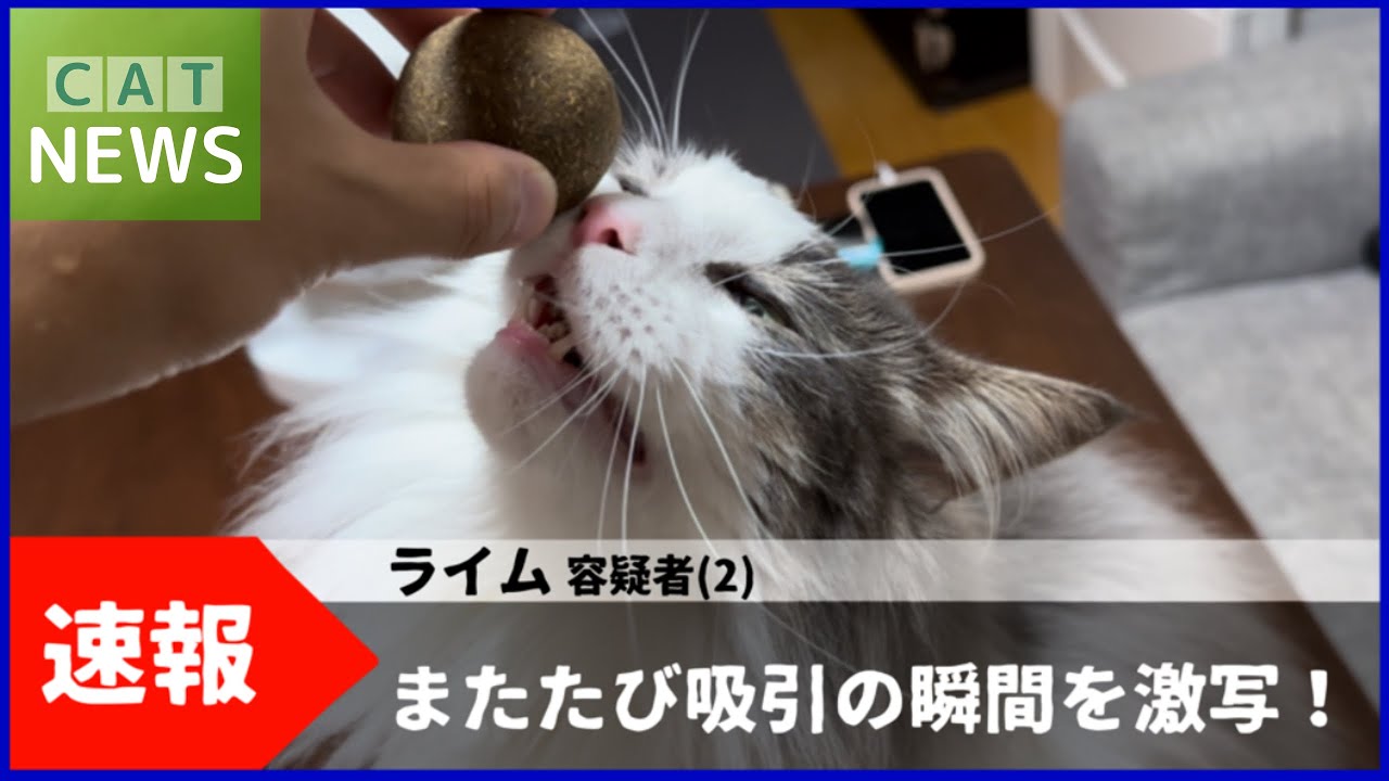 またたびでハイになる猫【メインクーン】