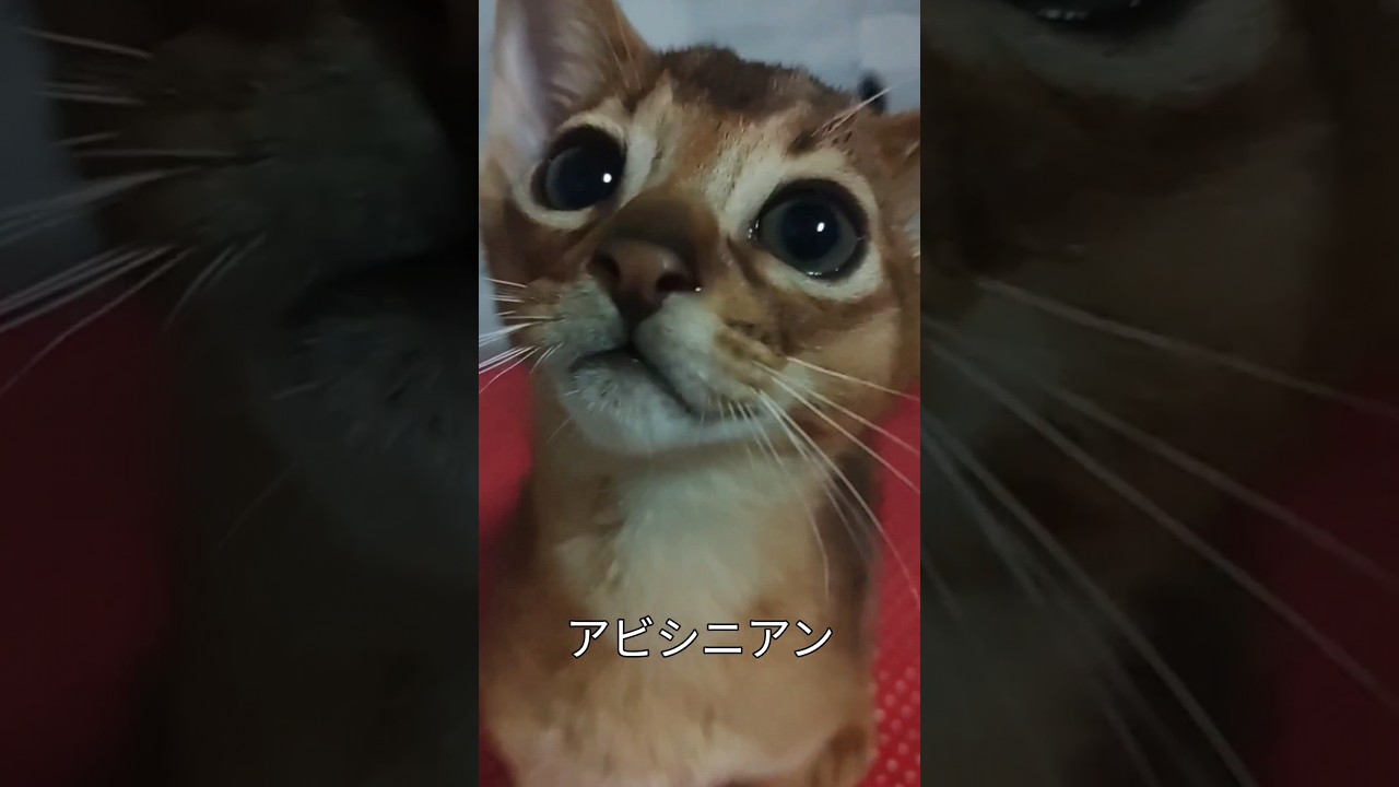 #アビシニアン