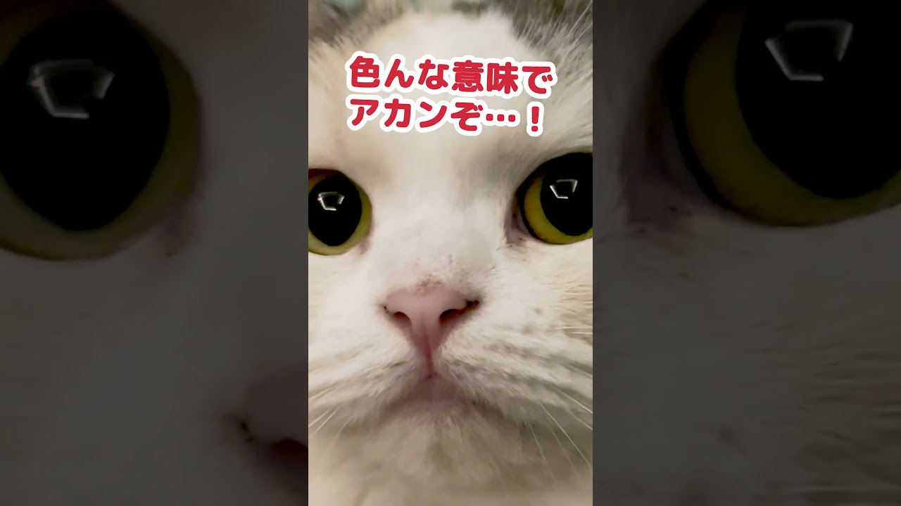 フォローを外されました #shorts