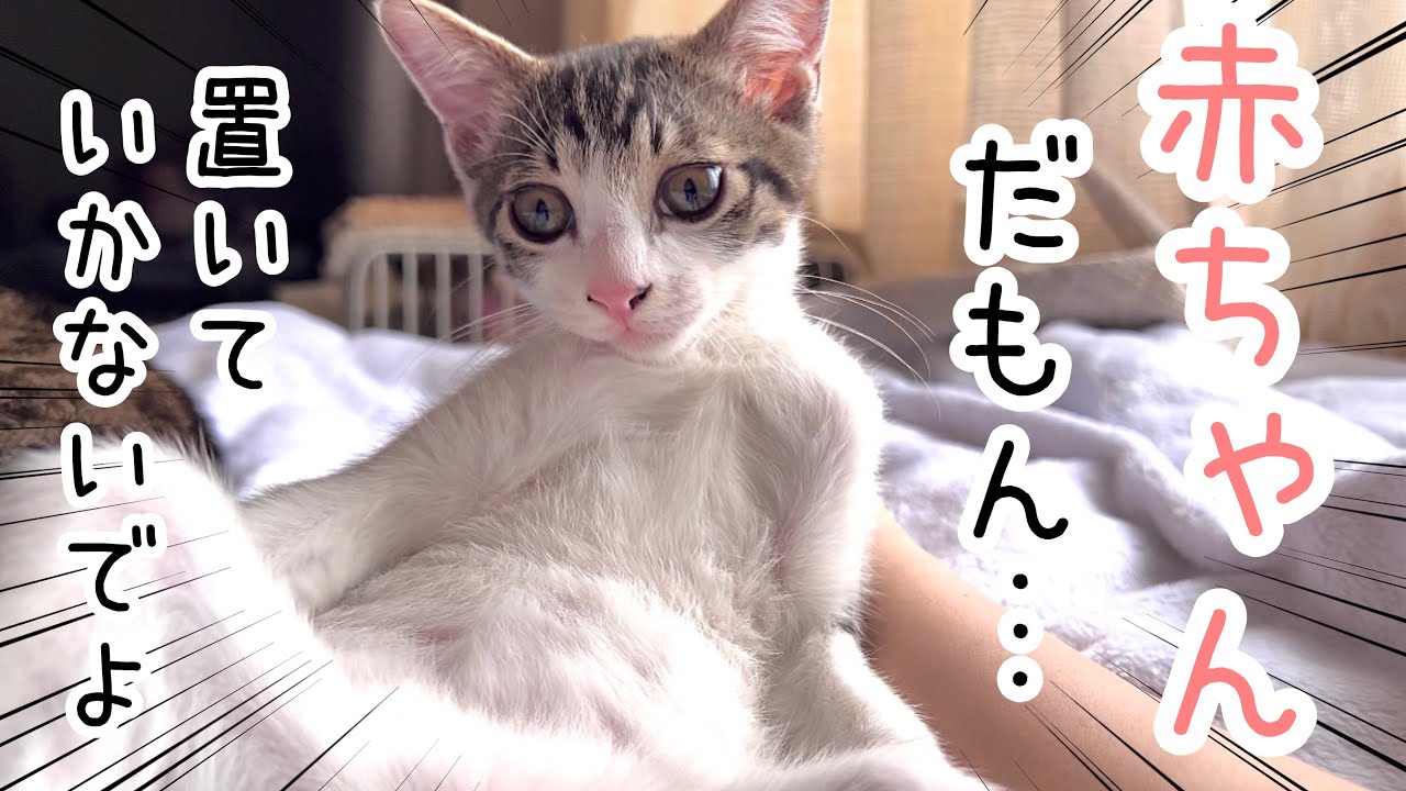 抱っこでお昼寝に連れていかなかっただけで拗ねる甘えん坊子猫【保護猫】