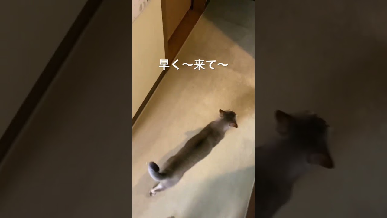 【ごはん】早くここ開けてと一生懸命に教えてくれるシンガプーラのセラ社長 #animals #kitten #pets #cat #singapura #子猫 #ペットショップ #シンガプーラ