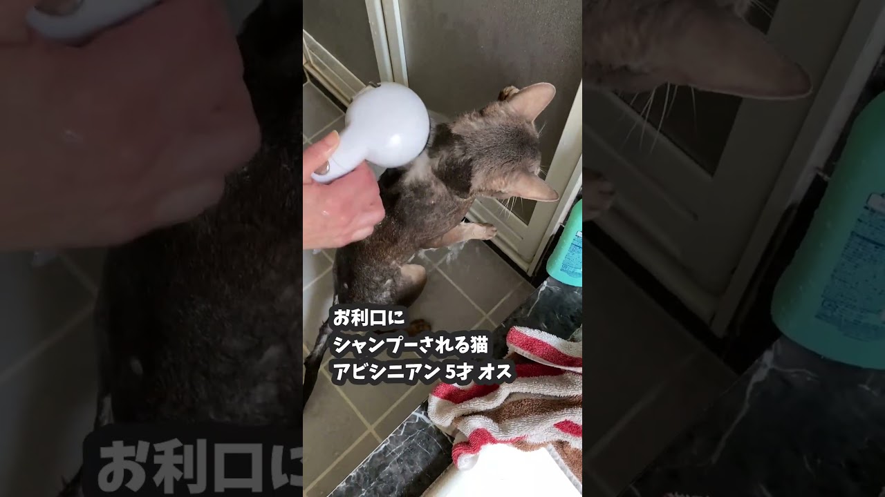 (アビ) お利口にシャンプーされる猫 アビシニアン 5才 オス #shorts