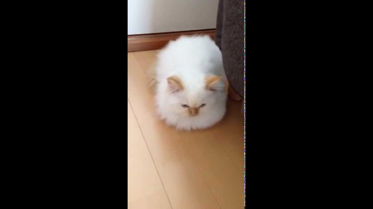 ヒマラヤン兄弟の再会