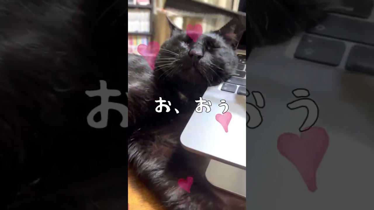 【黒猫Vlog227】優しい気持ちになれる動画 Videos that make you feel kind   #Blackcat #bombay #癒し #猫 #shorts