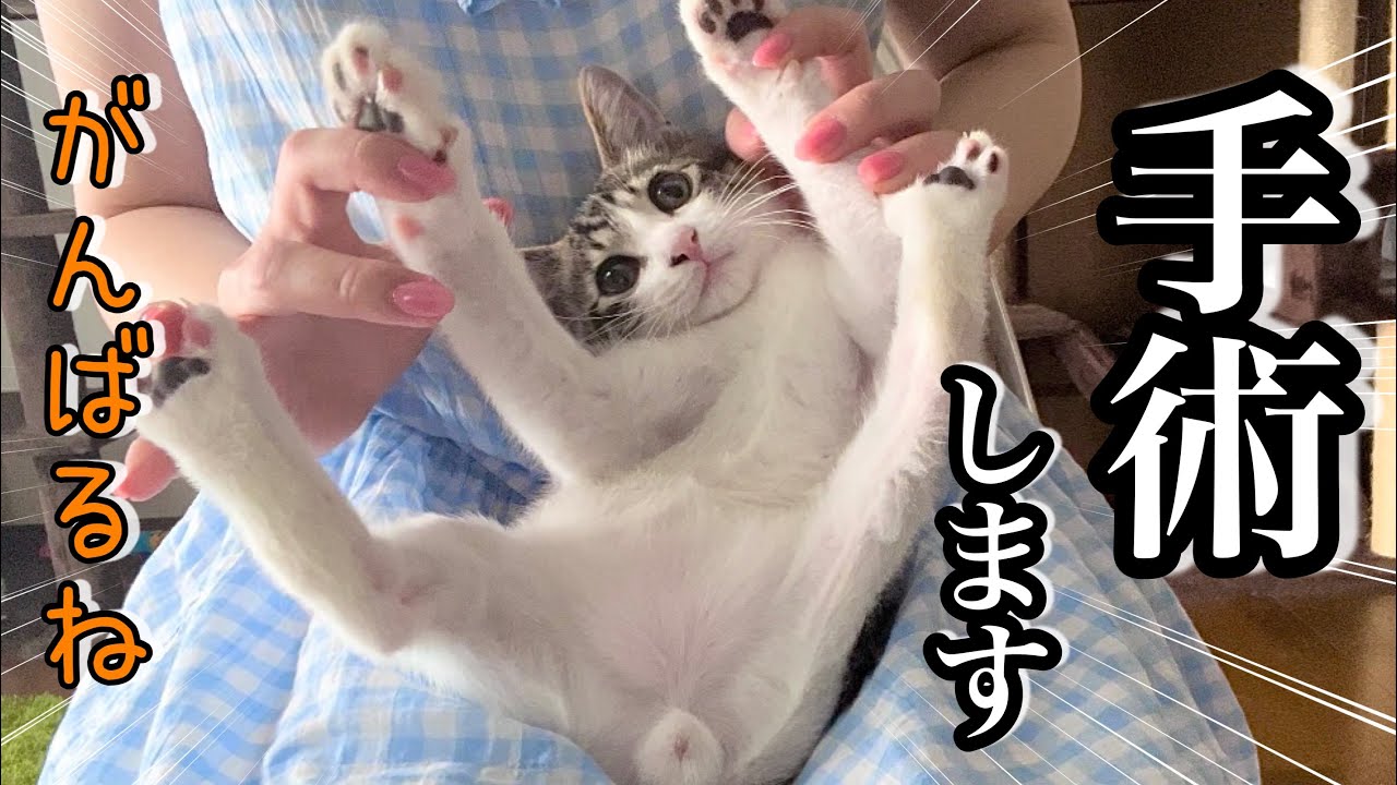 【ご報告】くぅちゃん手術します【保護猫子猫】