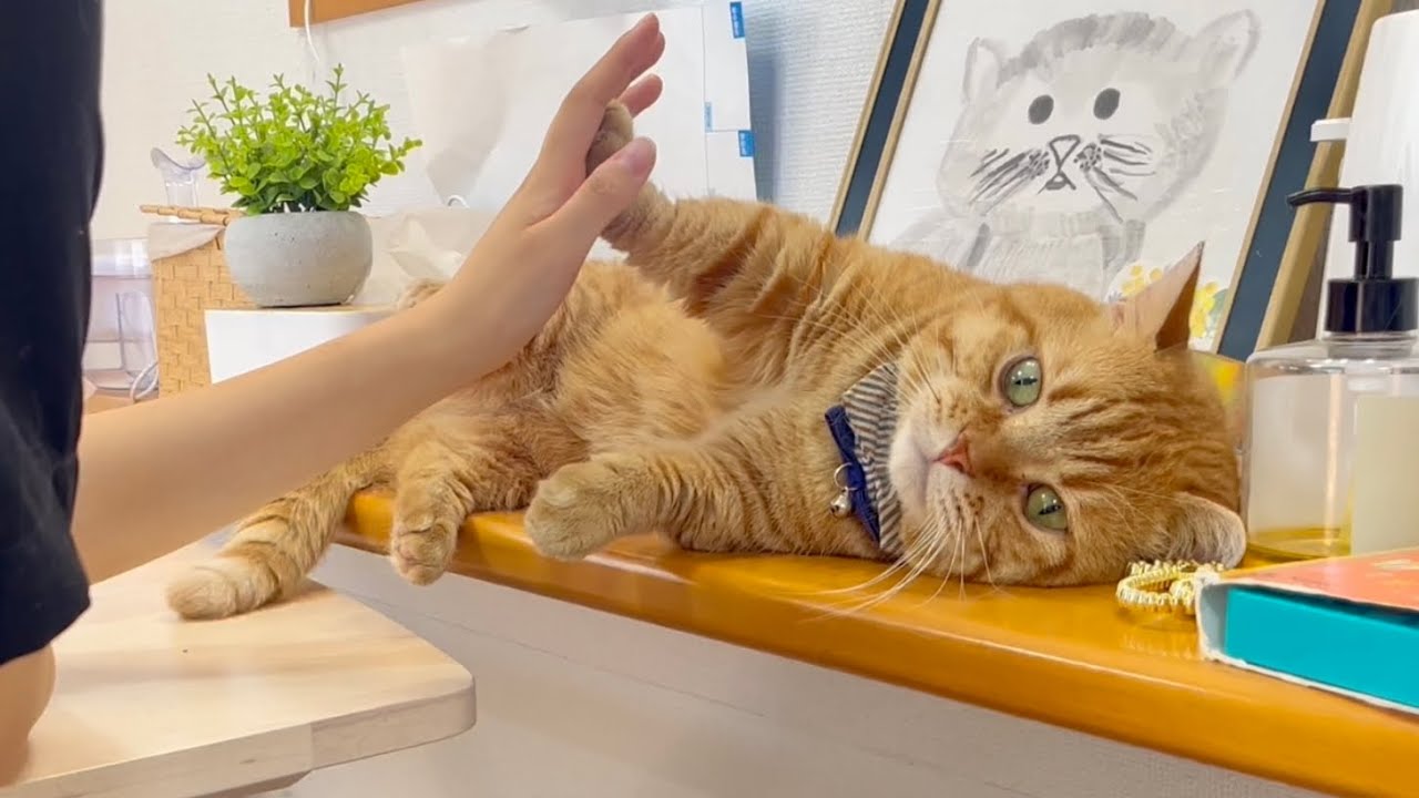 マンチカンの茶々パパとねぇねのわしゃわしゃ手遊び