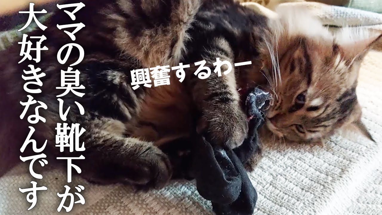 ママの臭い靴下がマタタビ並に好きすぎて、サイベリアン子猫が狂う動画はこちらです