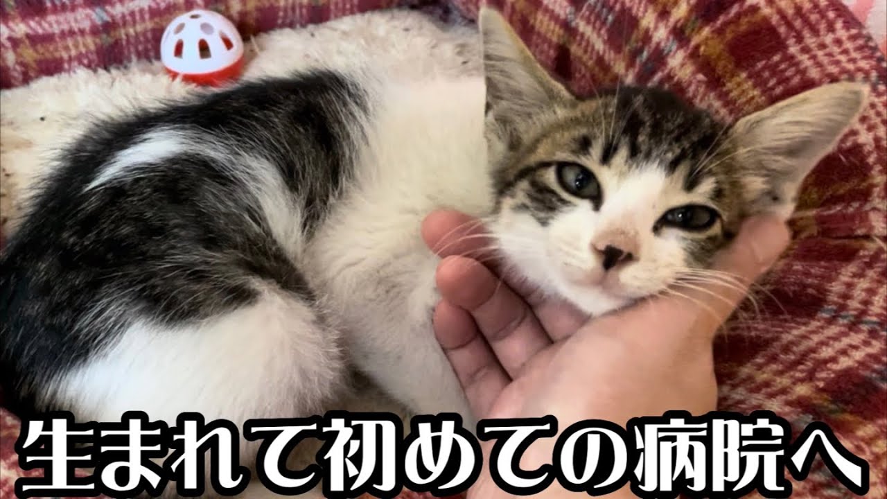 猛暑日に保護した子猫を病院に連れて行ってみたら…