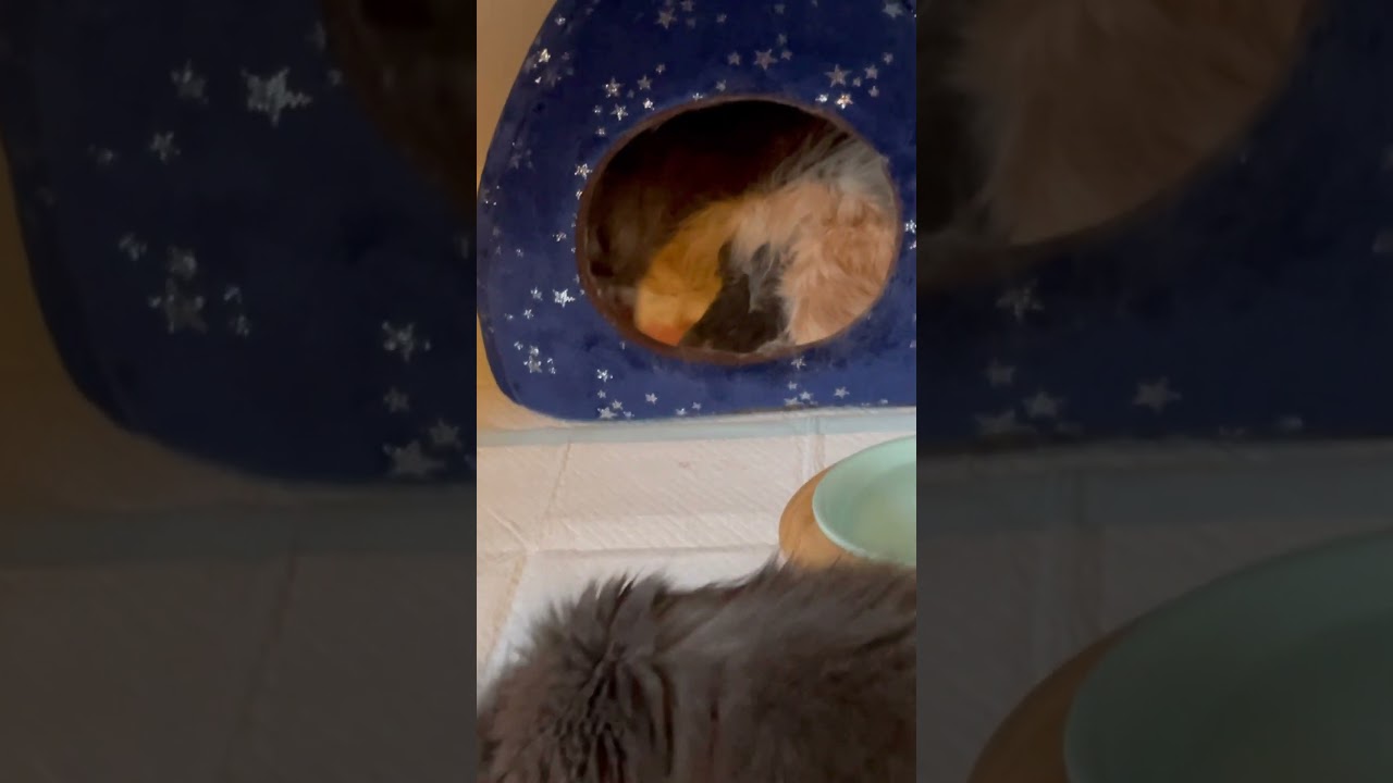 生後まもないラガマフィン赤ちゃん　授乳 #ラガマフィン #子猫動画  #kitten
