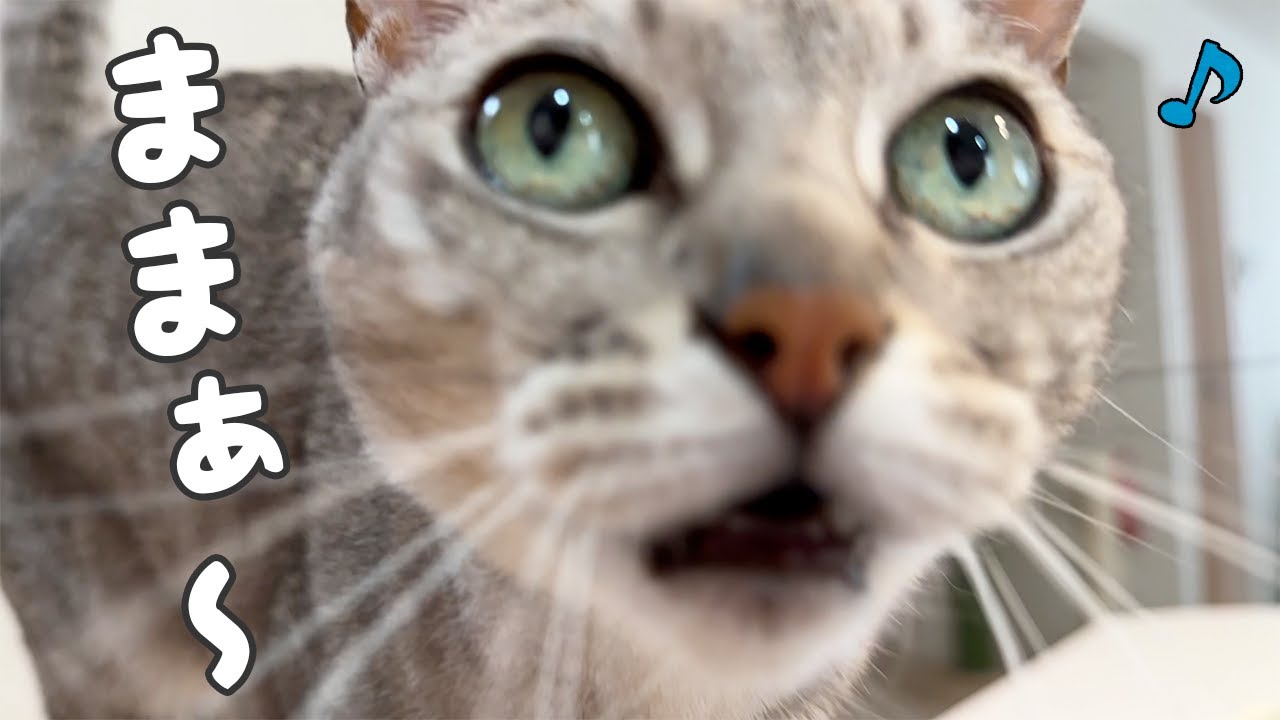 ツンデレ猫がママにデレデレなんですけどぉぉ！！！