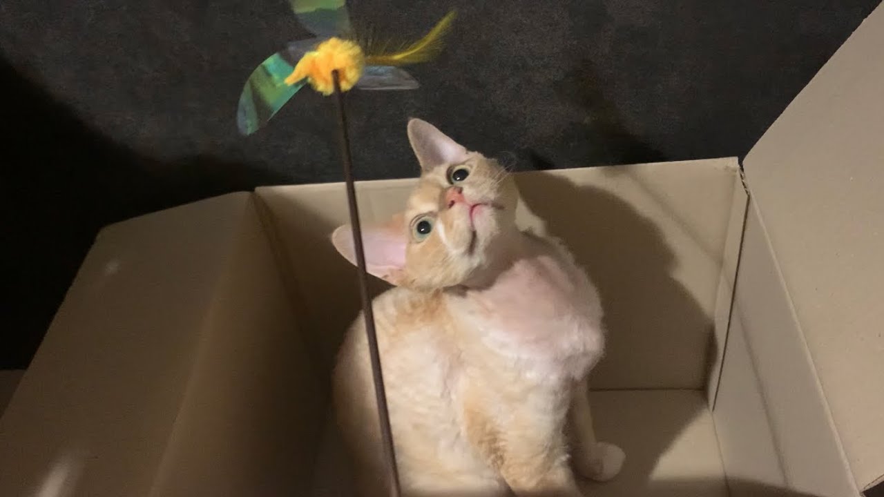段ボール箱📦があったら、すぐ入るデボンレックス猫(Devon Rex cat loves to get in a cardboard box)