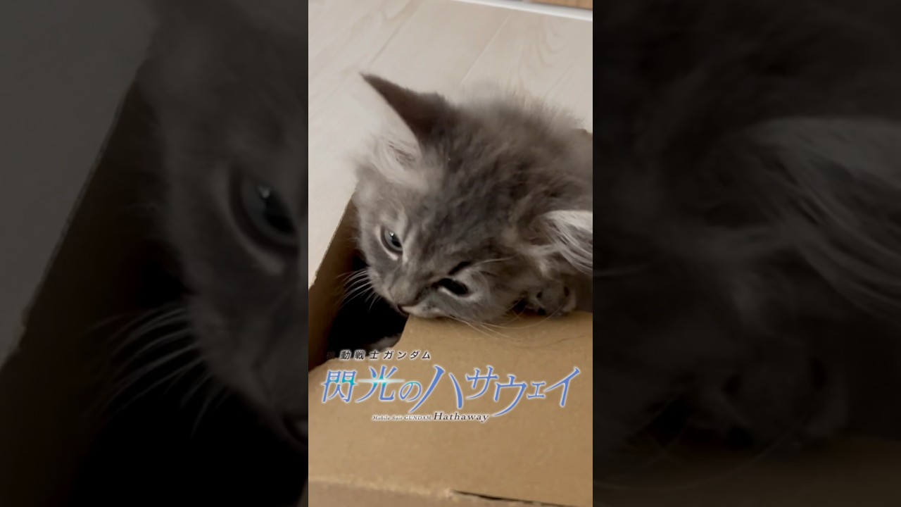 【怖】閃光のハサウェイ　#ラガマフィン #cat #猫 #子ねこ #かわいい #shorts #閃光のハサウェイ