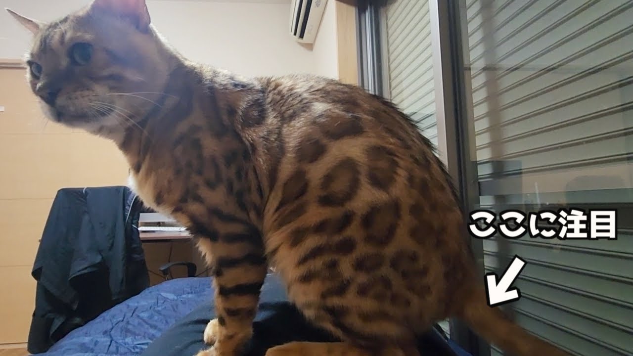 ベンガルがしっかりと残して行きました。
