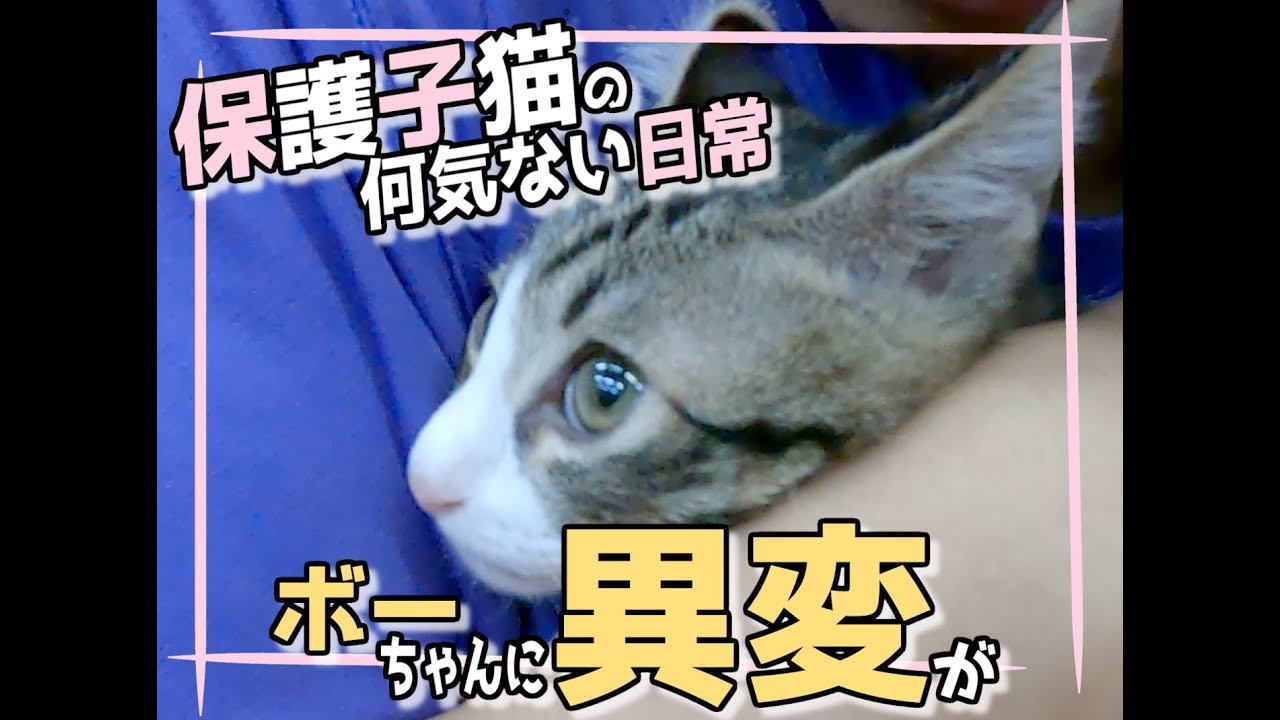 【＃保護子猫ボーちゃんモコちゃん日記④】ナカちゃんの送別会にいったボーちゃんに異変が！そして、ナカちゃんに関して重大なご報告！#cat #子猫 #保護猫