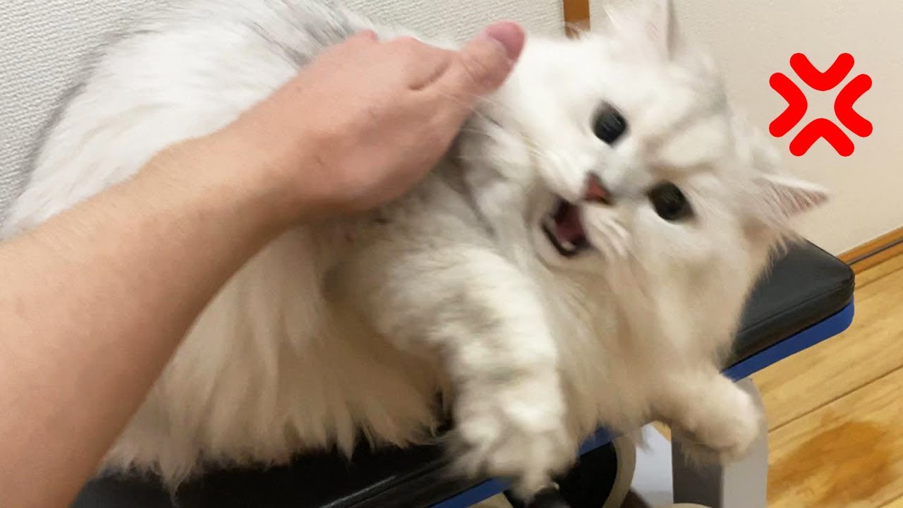 暴れ猫を黙らせ毛玉を刈りました。【ペルシャ猫 毛狩り】