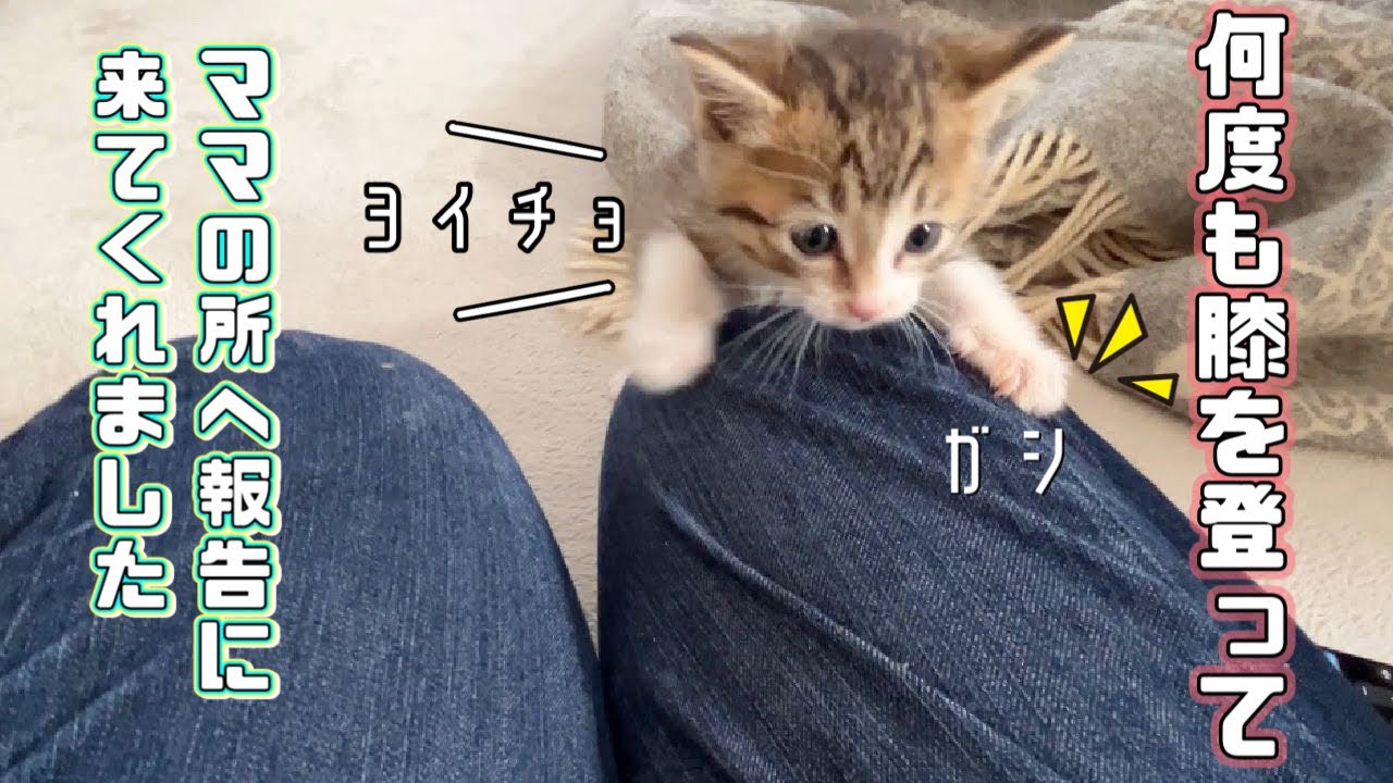 【保護猫】あったことを報告しにママの膝を何度も登って来る子猫が可愛いｗ
