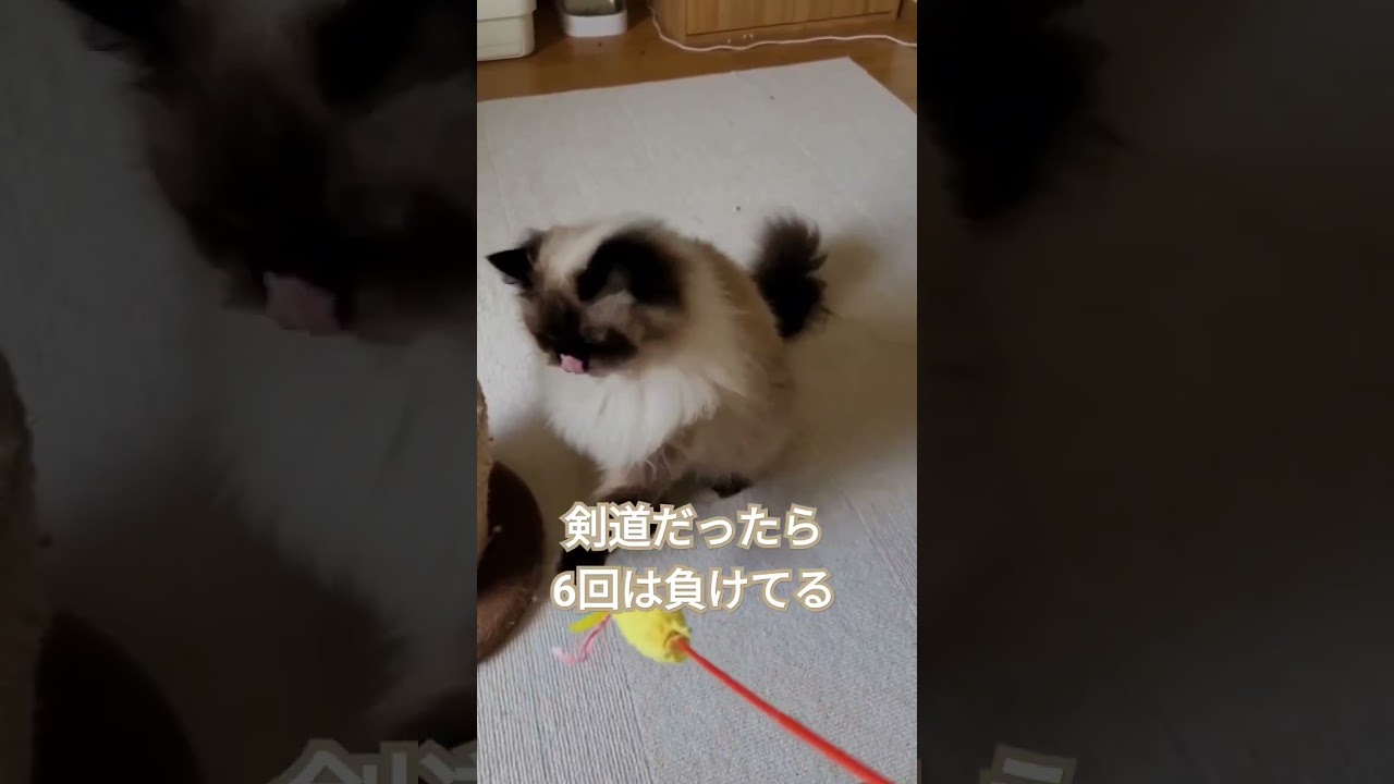 【ヒマラヤン】隙がありすぎる猫 #ヒマラヤン #ペルシャ #猫 #ペット