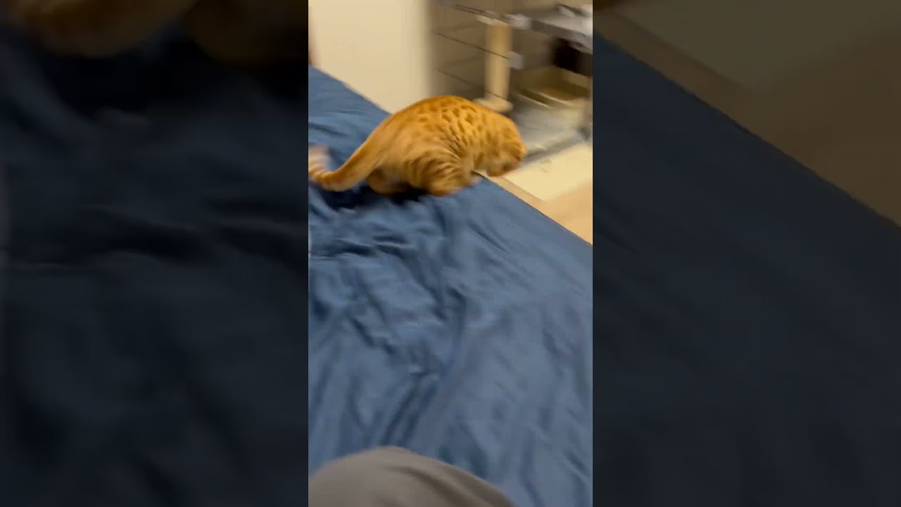 おもちゃはトイレ袋の芯です🐈 #猫 #キンカロー #cat #catlover #catlovers #catvideo #고양이 #猫のいる暮らし #catvideos #子猫