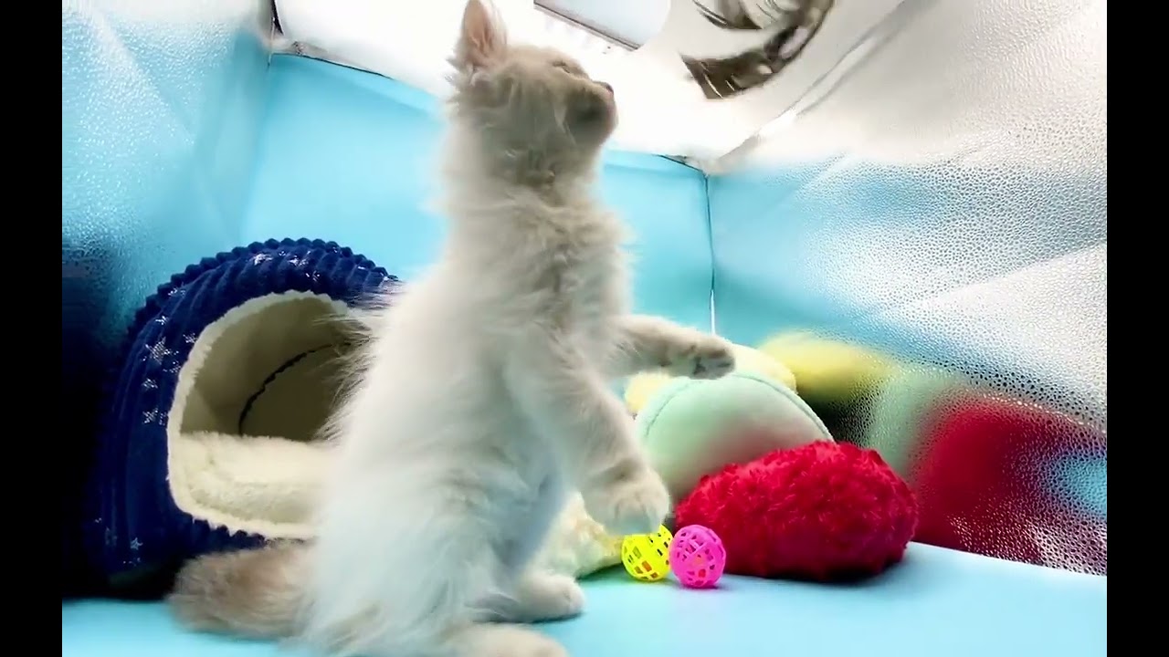 スコティッシュフォールド 元気に毎日冒険中♪めちゃ可愛いですよ ブルーポイント（ロングヘアー） (立ち耳) ※折れ耳、立ち耳は成長過程で変わる場合もございます