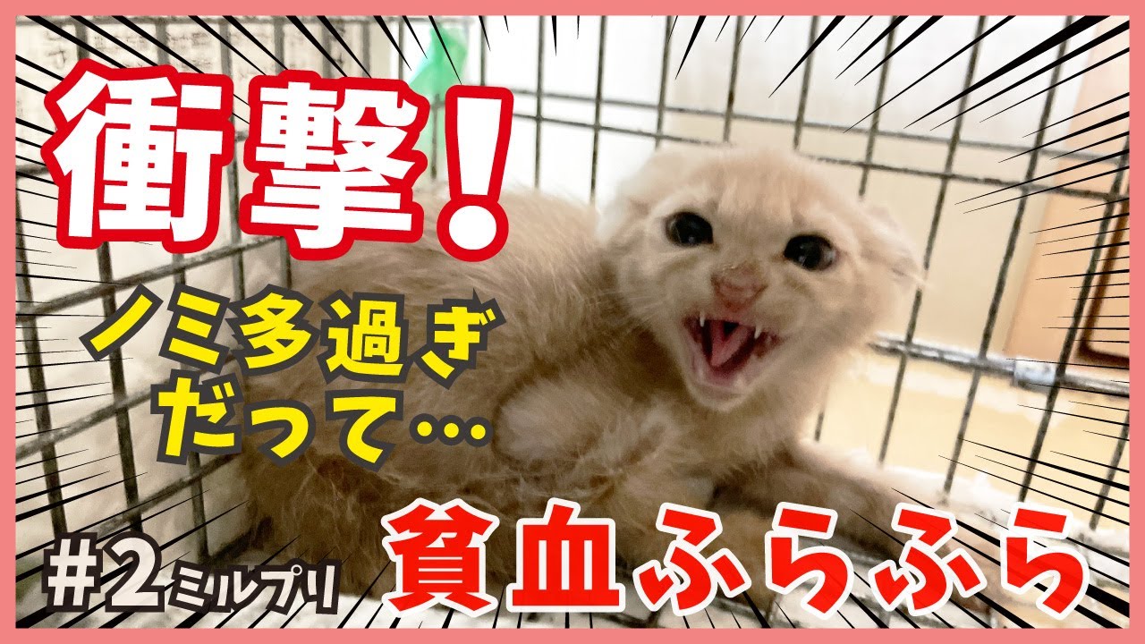 【閲覧注意 ノミ大量】可愛い子猫を保護したら、威嚇バリバリの暴走ニャンコでした…【アイドル猫・ミルプリ2】/ cute kittens are idols