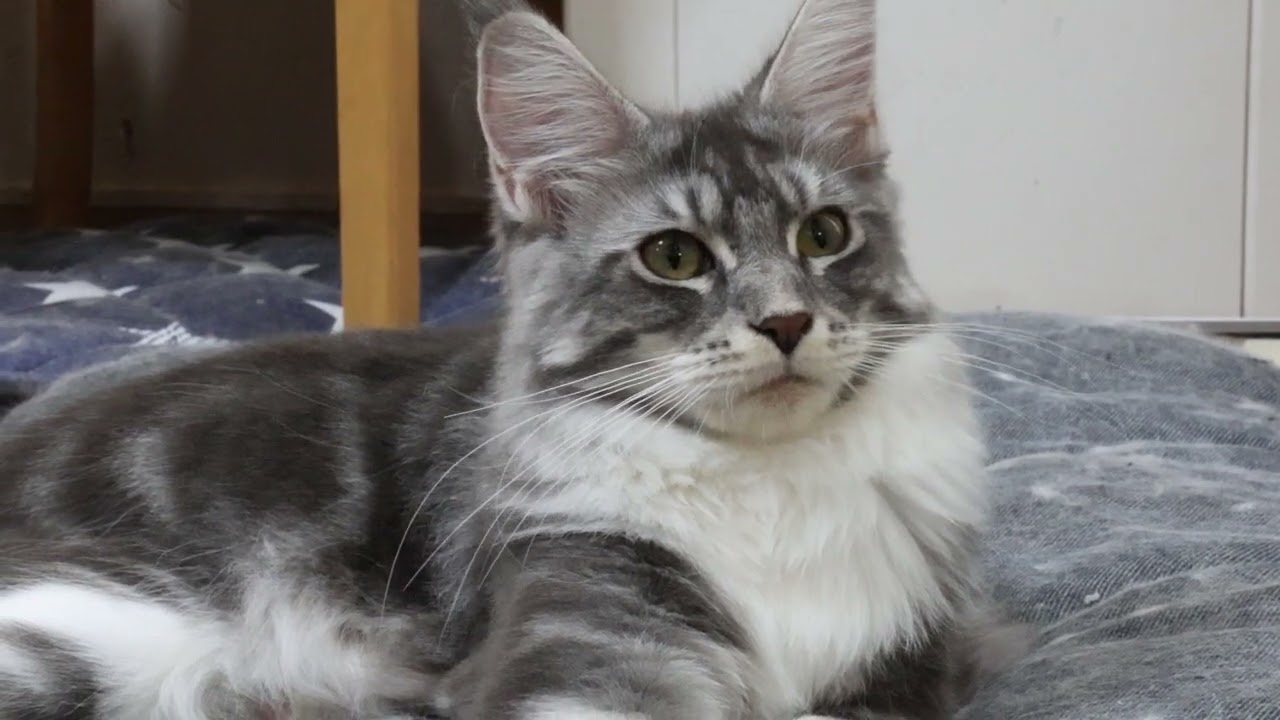 シャンプーしてキレイになったメインクーン子猫マリアちゃん