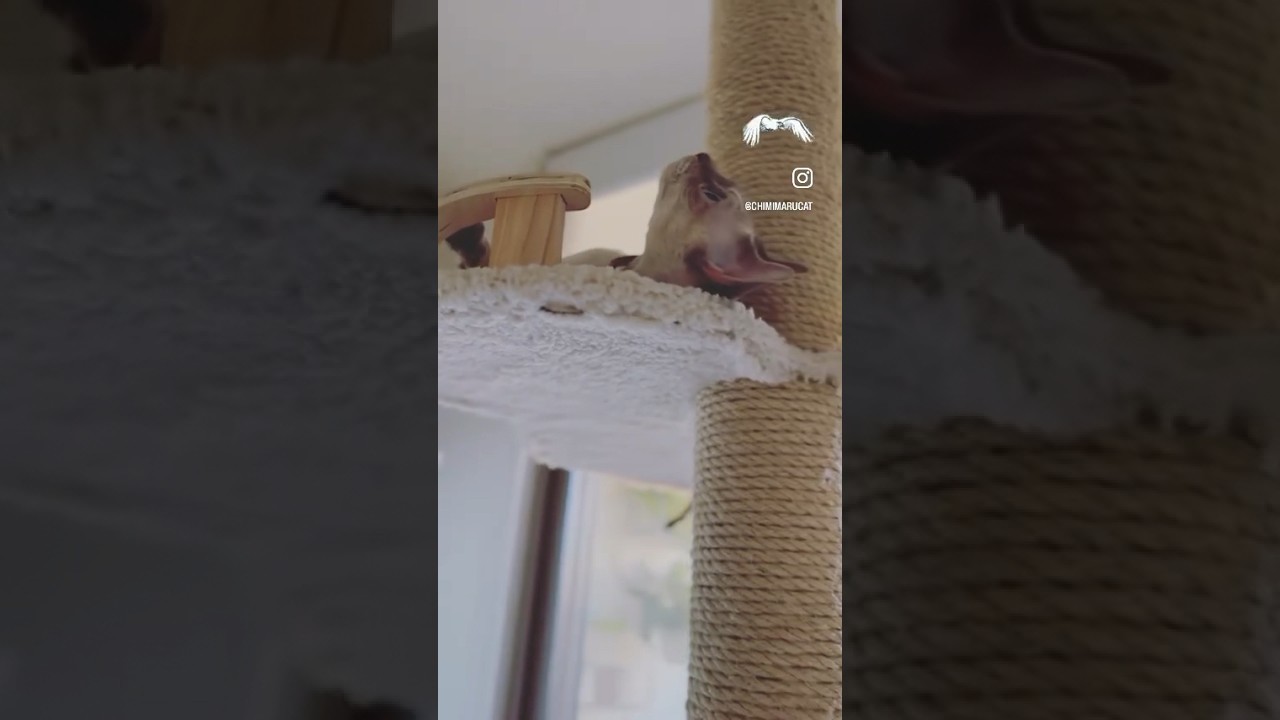 Devon Rex Cat - “I wonder what the outside world is like💭”「おそとのせかいって、どんなかにゃぁ🕊️」#devonrex #デボンレックス