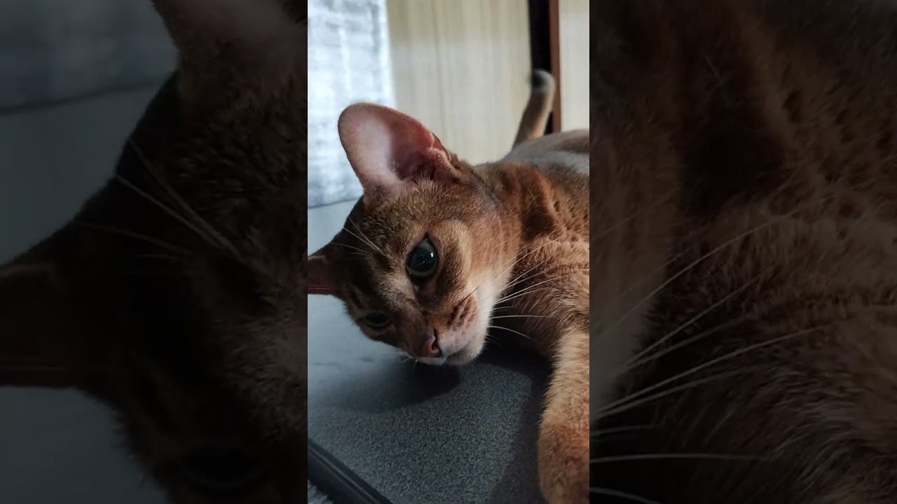 ネコ動画あび＃1850　#shorts　あびの毎日　アビシニアン　あび