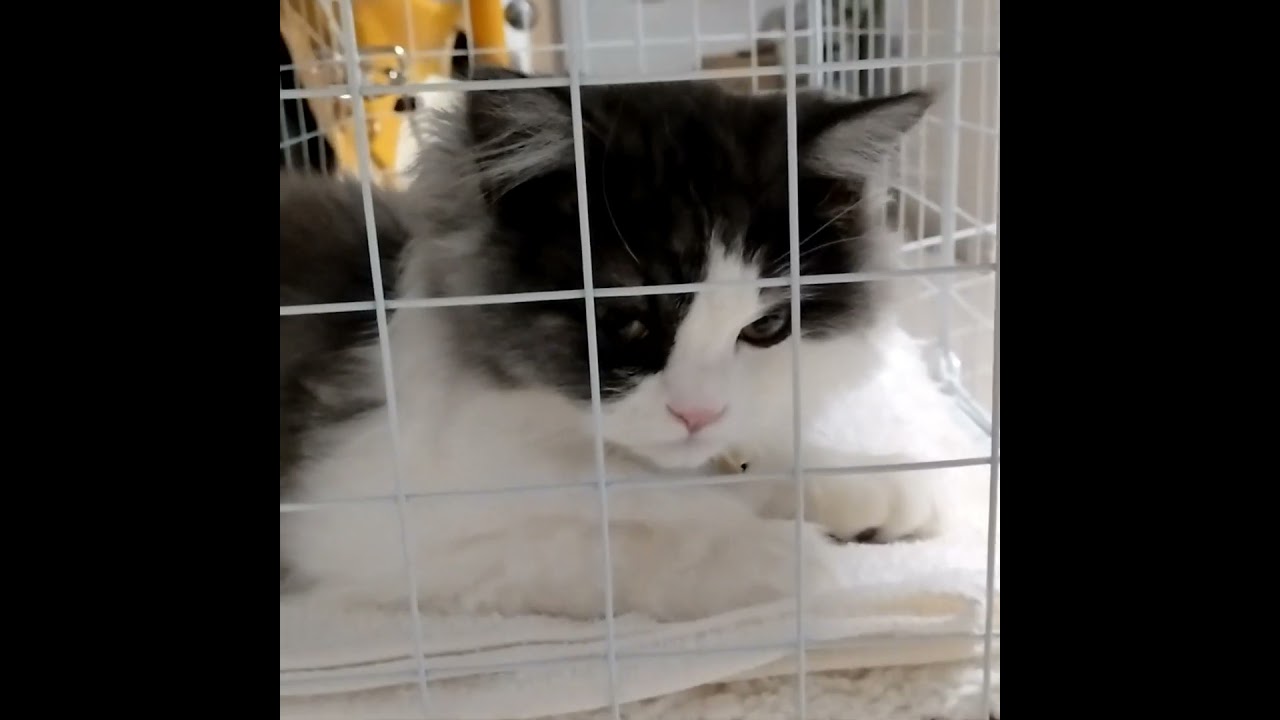 起こされて不機嫌な子猫 #shorts