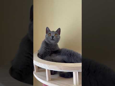 シャルトリュー 避妊手術済みです。父猫はアメリカより迎えました ブルーソリッド（フワフワなダブルコート）