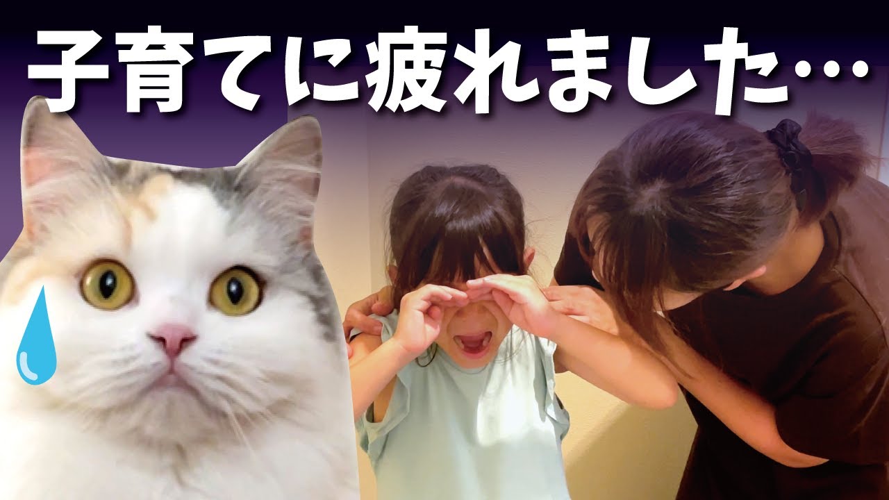 娘とケンカばかりで育児に疲れきった奥さんを助けてください…【関西弁でしゃべる猫】