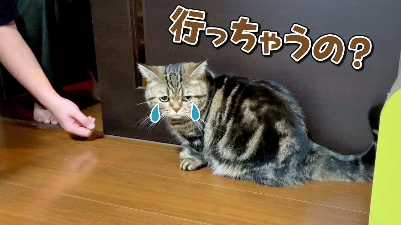 旅行に行くパパを引き止めようとするツンデレ猫が可愛すぎる…！