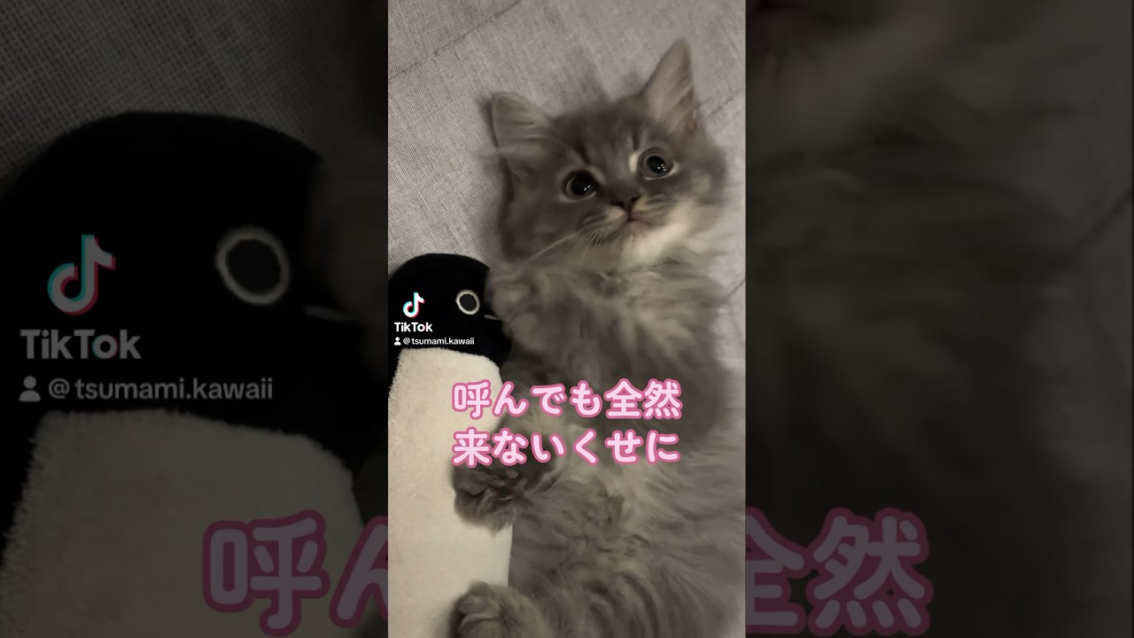 ネコの育児あるある？！ #子猫 #おすすめ #cat #かわいい #つまみちゃん #ラガマフィン #猫 #ねこのいる生活 #shorts