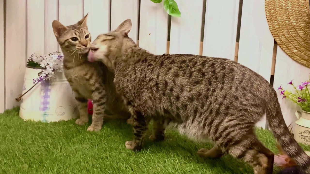 【ナナハチ’s ROOM】オシキャット☆チョコレートスポッテッドの男の子　20201114