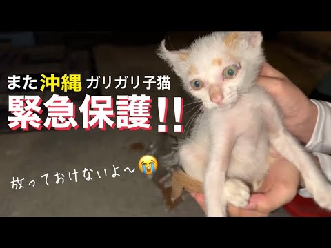 [緊急保護]ガリガリの子猫がひとりぼっちで助けを求めていたからキャパオーバーなのに放っておけなかった😭
