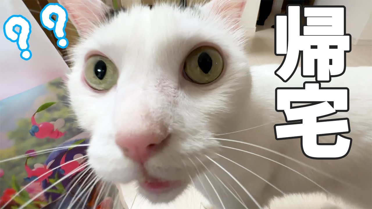 朝から夜までお留守番をした猫たちの反応がこちら！